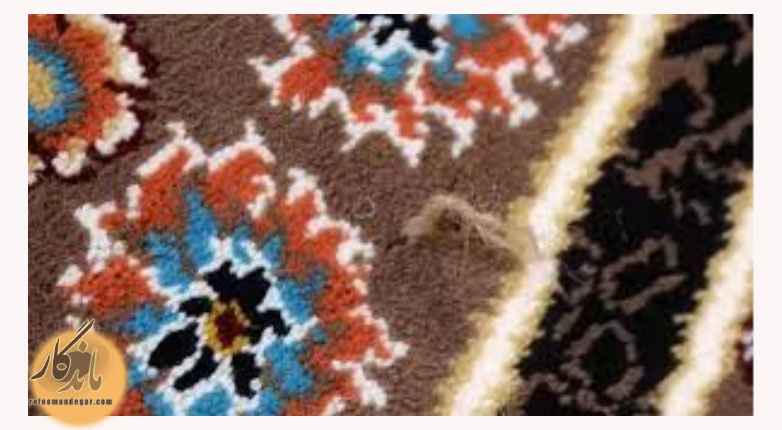 نخ کش شدن فرش یکی از مشکلات رایج در منازل است که علاوه بر کاهش زیبایی فرش، می‌تواند عمر مفید آن را نیز کوتاه کند. 