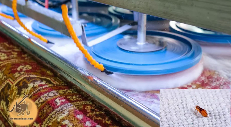 رفع کک در فرش با قالیشویی