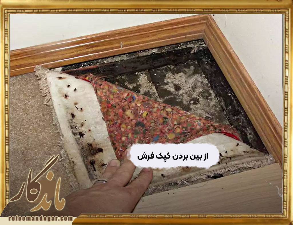 از بین بردن کپک فرش